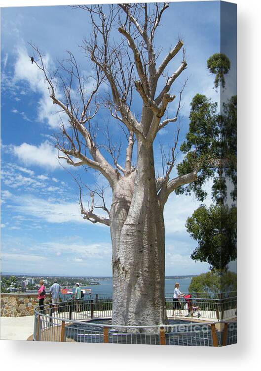 Australia Canvas Print featuring the photograph Boab Tree - Perth- Western Australia by Phil Banks