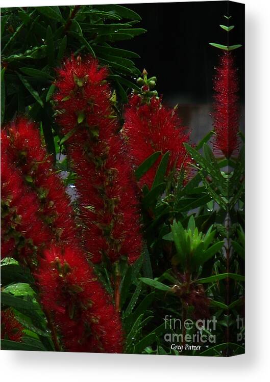 Patzer Canvas Print featuring the photograph Bottle Brush by Greg Patzer