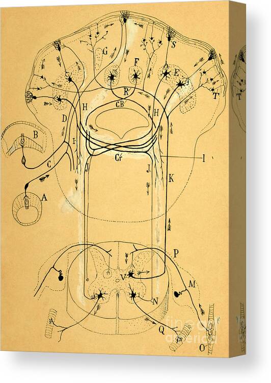 Vestibular Connections Canvas Print featuring the drawing Brain Vestibular Sensor Connections by Cajal 1899 by Science Source