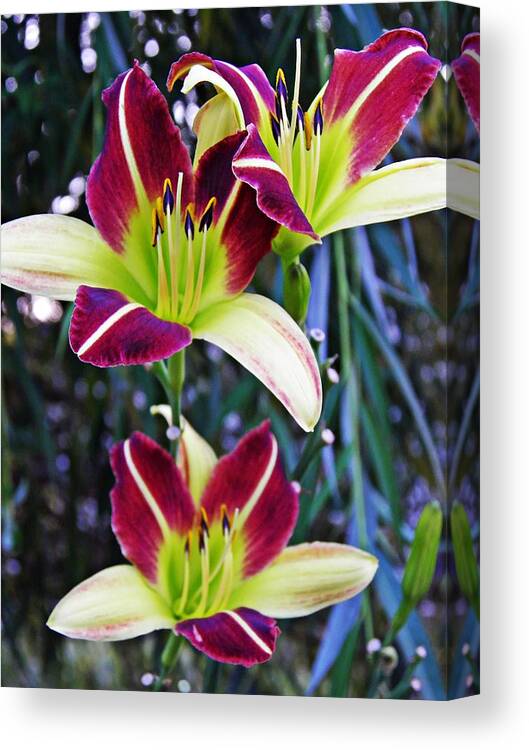 Burgundy And Yellow Lilies 3 Canvas Print featuring the photograph Burgundy and Yellow Lilies 3 by Sarah Loft