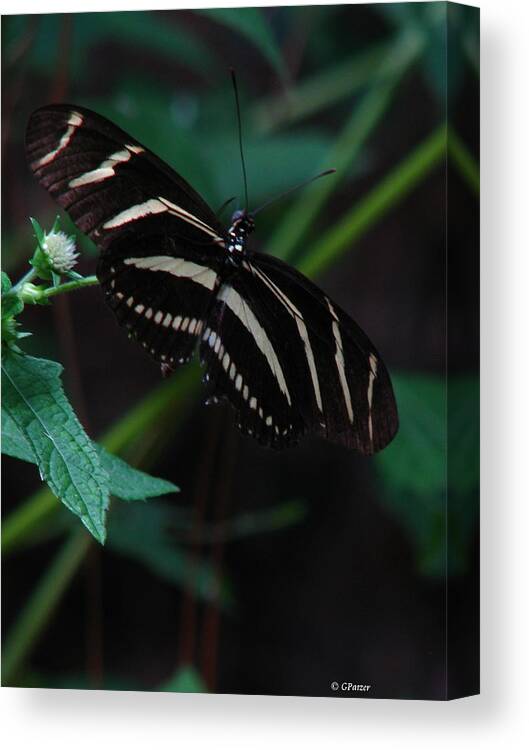 Art For The Wall...patzer Photography Canvas Print featuring the photograph Butterfly Art 2 by Greg Patzer