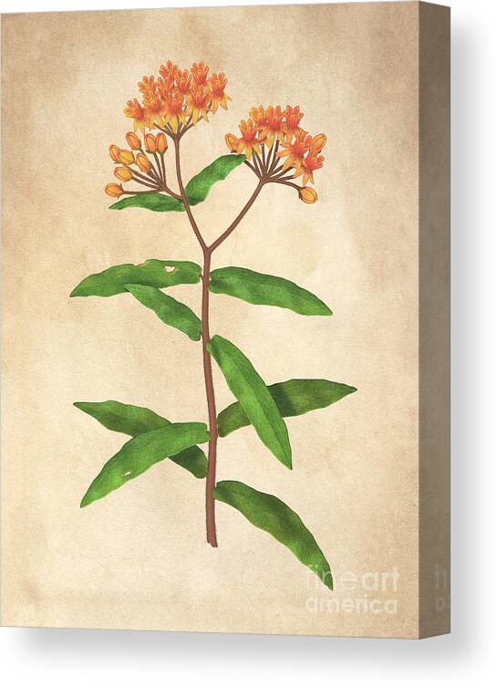 Butterfly Weed Canvas Print featuring the photograph Butterfly Weed Asclepias Tuberosa by Carlyn Iverson