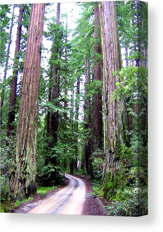 California Redwoods 1 Canvas Print featuring the digital art California Redwoods 1 by Will Borden