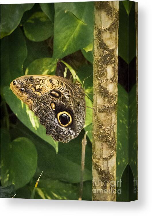 Butterfly Canvas Print featuring the photograph Caligo oedipus by Jon Munson II