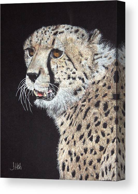 Cheetah Canvas Print featuring the drawing Cheetah Glory by John Hebb