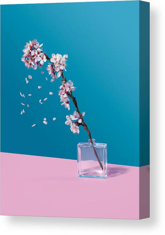 Petal Canvas Print featuring the photograph Cherry Blossom and glass jar by Giles Angel