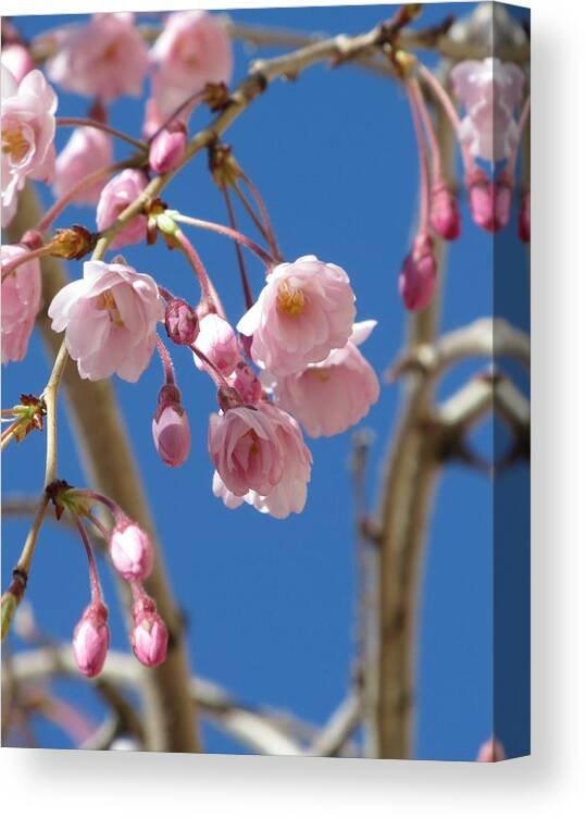 Cherry Blossom Canvas Print featuring the photograph Cherry Blossom With Blue Sky by Alfred Ng