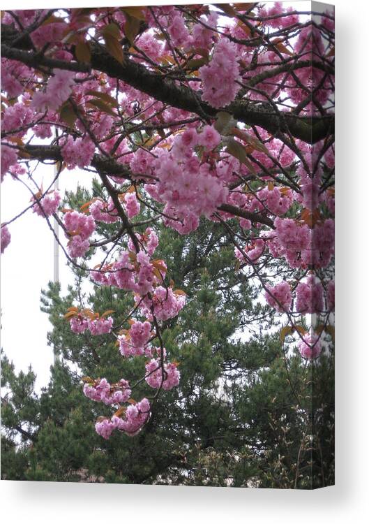 Cherry Blossoms Canvas Print featuring the photograph Cherry Blossoms 1 by David Trotter