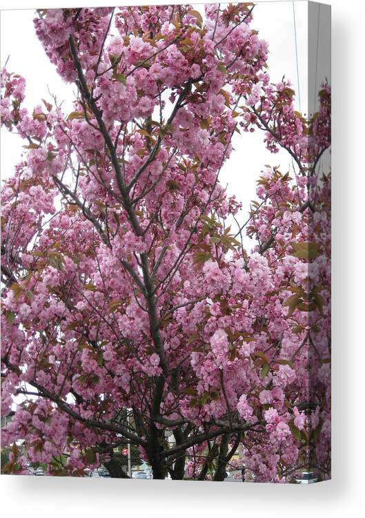 Cherry Blossoms Canvas Print featuring the photograph Cherry Blossoms 2 by David Trotter