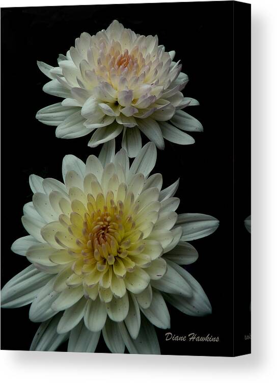 Flowers Chrysanthemum Garden Nature Canvas Print featuring the photograph Chrysanthemum by Diane Hawkins