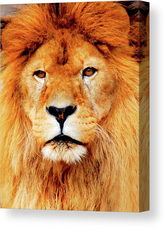 Belgium Canvas Print featuring the photograph Close Up Of Lion Face by Selvin