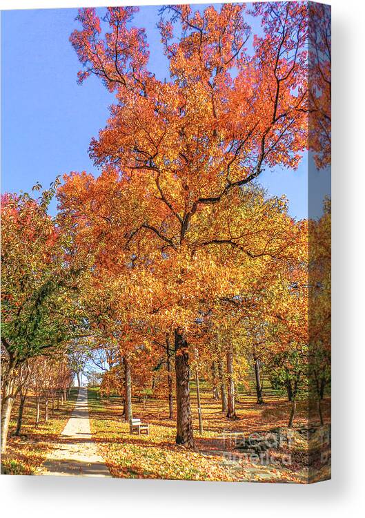 Autumn Leaves Canvas Print featuring the photograph Colors of Fall by Charlie Cliques