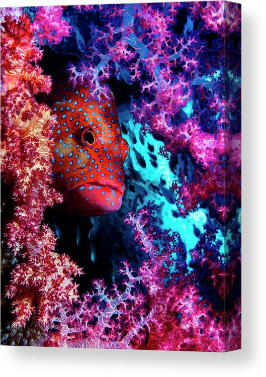 Coral Canvas Print featuring the photograph Coral Hind by Dani Barchana