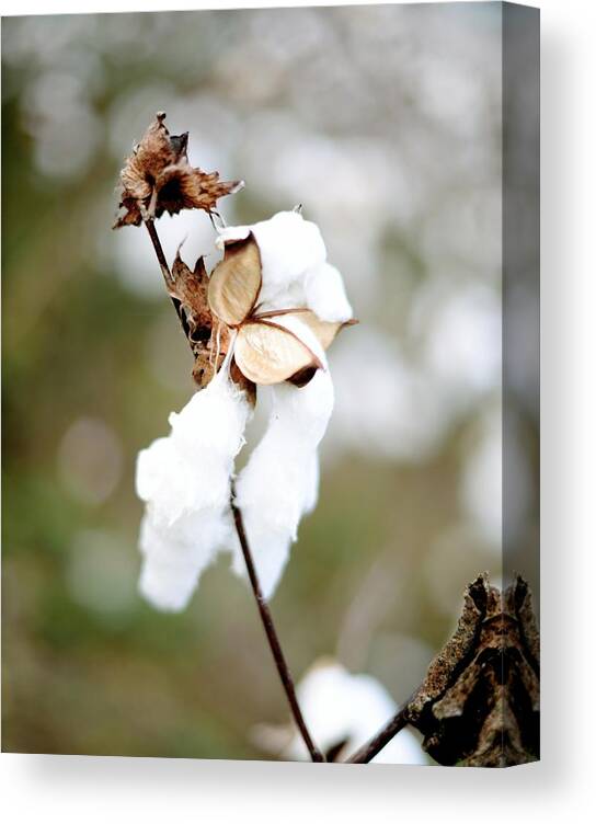 Cotton Canvas Print featuring the photograph Cotton Picking by Linda Mishler
