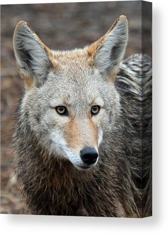 Coyotes Canvas Print featuring the photograph Coyote by Athena Mckinzie