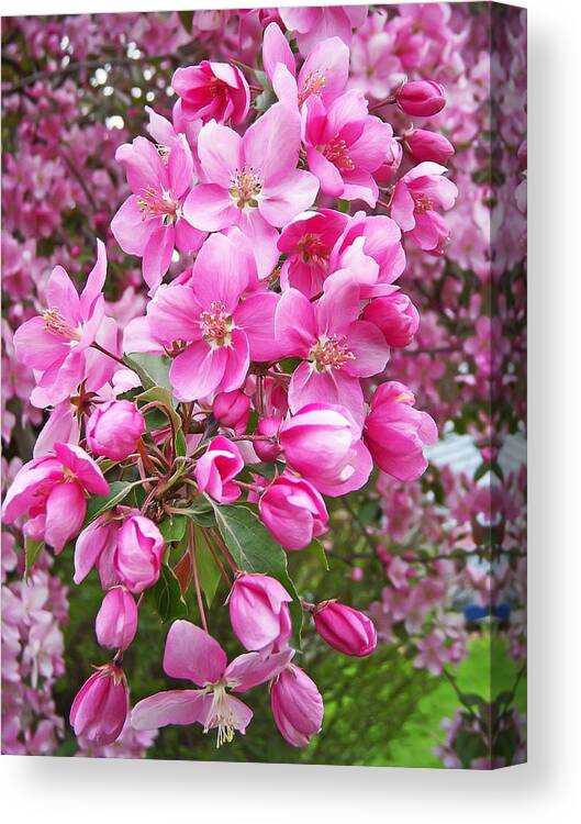 Tree Canvas Print featuring the photograph Crab Apple Blossoms by Aimee L Maher ALM GALLERY