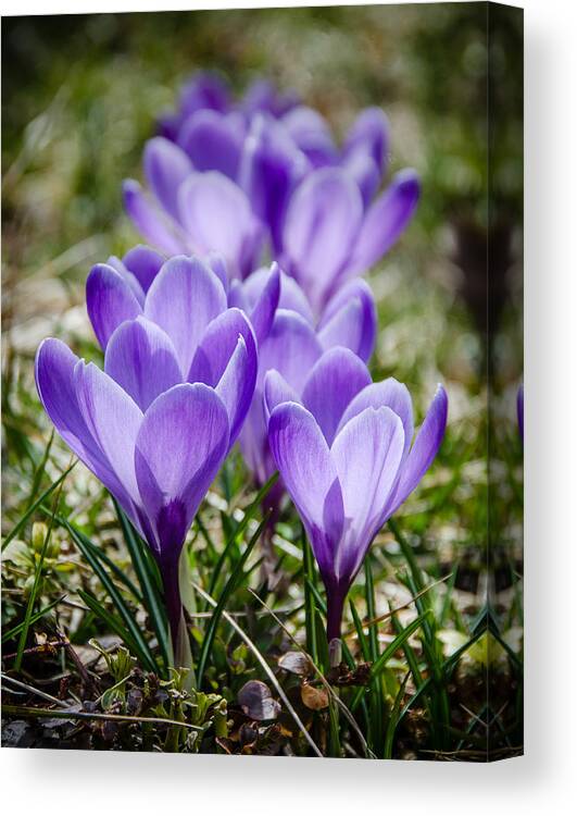 Flowers Canvas Print featuring the photograph Crocuses by Jennifer Kano
