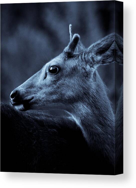 Deer Canvas Print featuring the photograph Curious by Adria Trail
