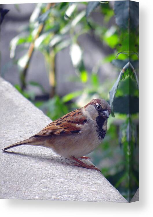 Birds Canvas Print featuring the photograph Curious by Tom DiFrancesca