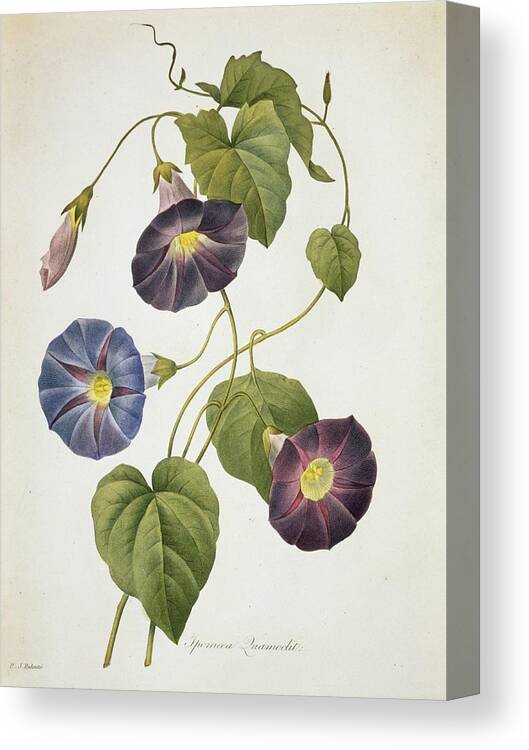 Illustration Canvas Print featuring the photograph Cypress Vine Ipomoea Quamoclit by Natural History Museum, London/science Photo Library