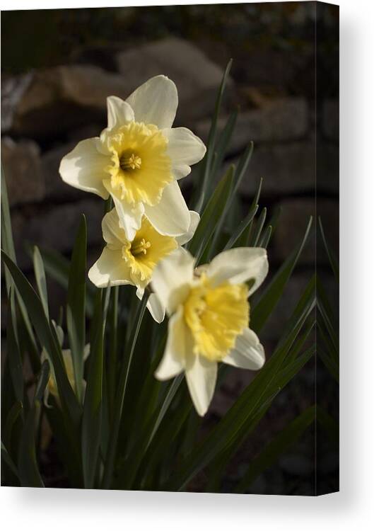 Daffodils Canvas Print featuring the photograph Daffs by Steve Ondrus