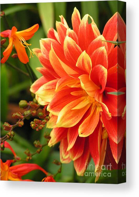 Dahlia Canvas Print featuring the photograph Dahlia by Spikey Mouse Photography