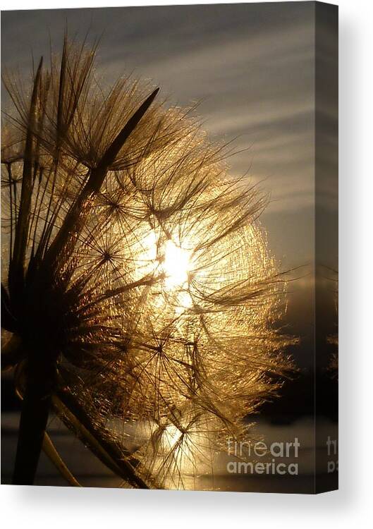 Dandelion Canvas Print featuring the photograph Dandelion Sunset by Vicki Spindler