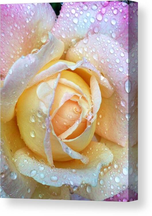 Rose Canvas Print featuring the photograph Dew drops on pastel rose petals by Dina Calvarese