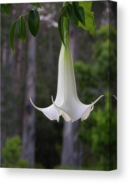 Angel Trumpet Canvas Print featuring the photograph Dew Gracing Beauty by James Knight