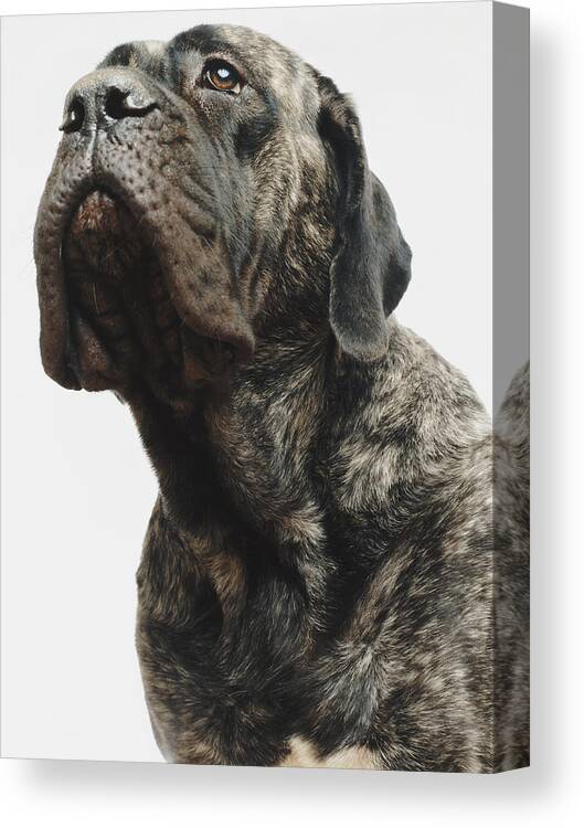 Pets Canvas Print featuring the photograph Dog by Cohen/Ostrow