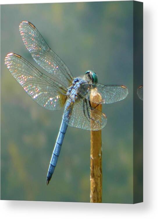 Lake Canvas Print featuring the photograph Dragonfly on Stick by Gallery Of Hope 