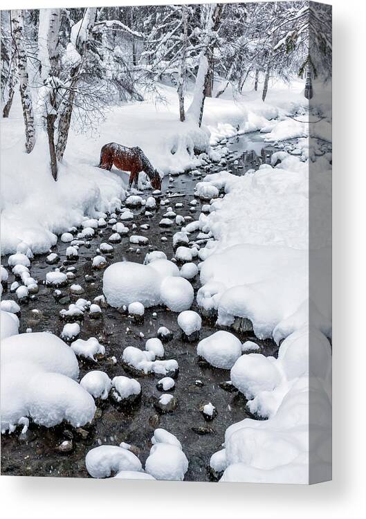 Drinking Canvas Print featuring the photograph Drinking In Snow by Hua Zhu