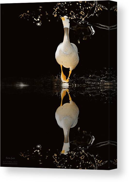 Duck Canvas Print featuring the photograph Duck On Stage by Christine Sponchia