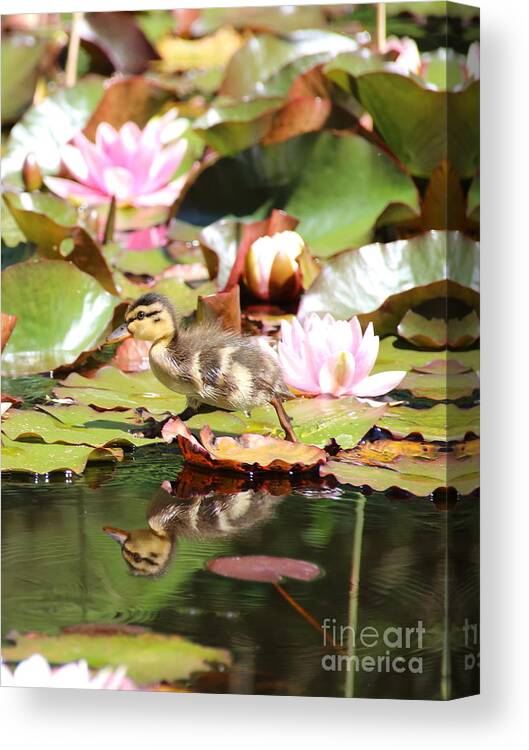 Ducklings Canvas Print featuring the photograph Duckling running over the Water Lilies 2 by Amanda Mohler