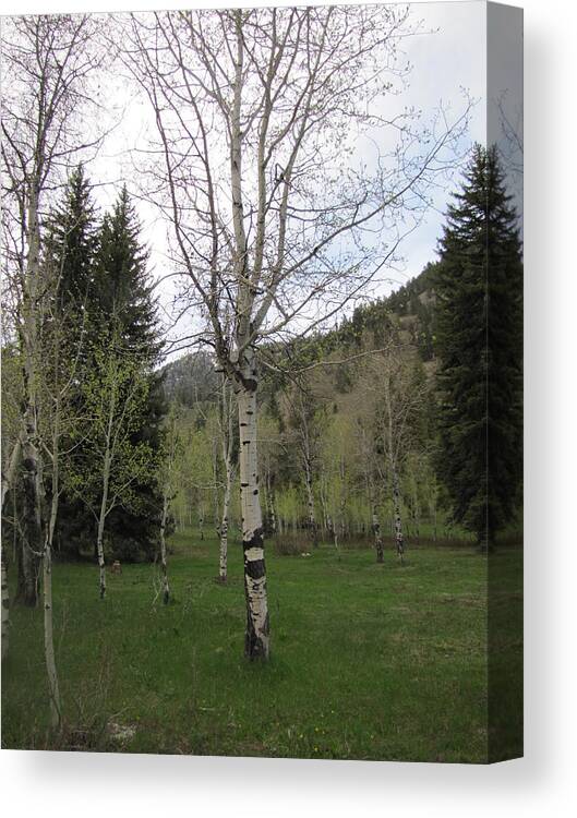 Aspen Tree Canvas Print featuring the photograph Early Blooms of the Aspen by Shawn Hughes
