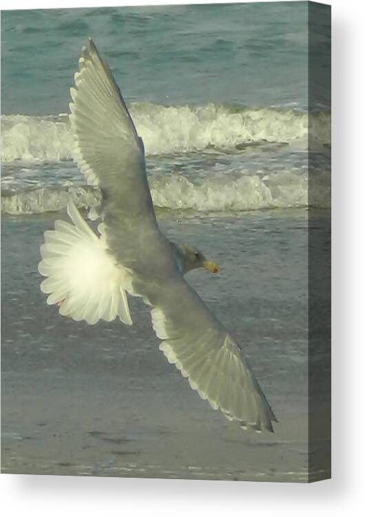 Seagulls Canvas Print featuring the photograph Elegance by Gallery Of Hope 