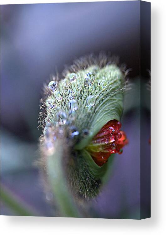 Iceland Poppy Canvas Print featuring the photograph Emergence by Joe Schofield