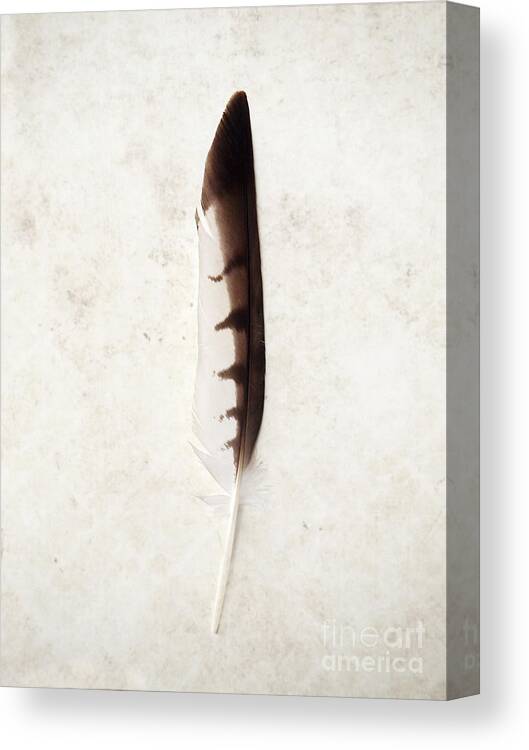 Feather Canvas Print featuring the photograph Fallen and Found - Hawk Feather by Angie Rea