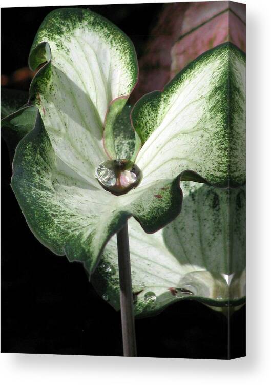 Caladium Canvas Print featuring the photograph Fancy Leaf Caladium - Diamond In The Rough 04 by Pamela Critchlow