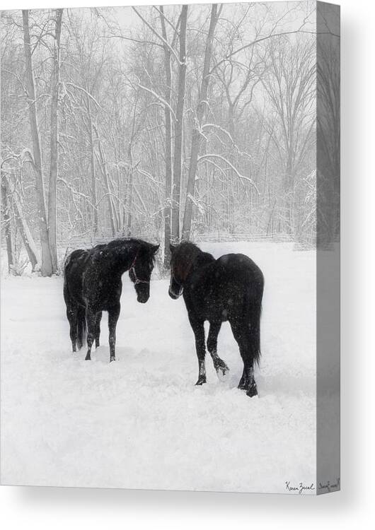 Horses Canvas Print featuring the photograph First Meeting by Karen Varnas