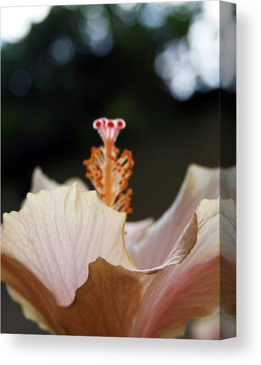  Canvas Print featuring the photograph Flare 22 by Cheryl Boyer