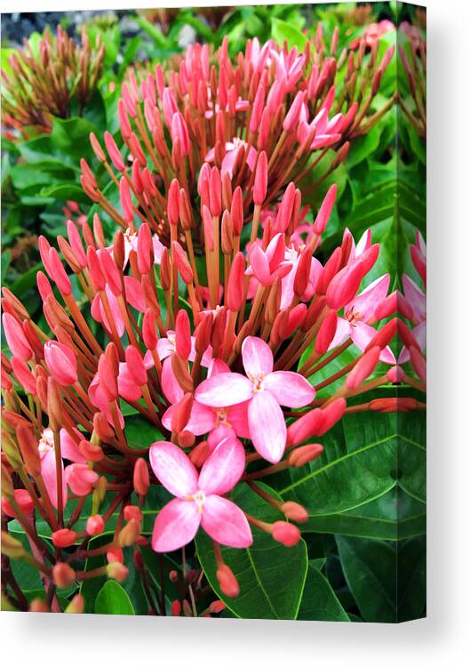 Flowers Canvas Print featuring the photograph Flower 74 by Dawn Eshelman