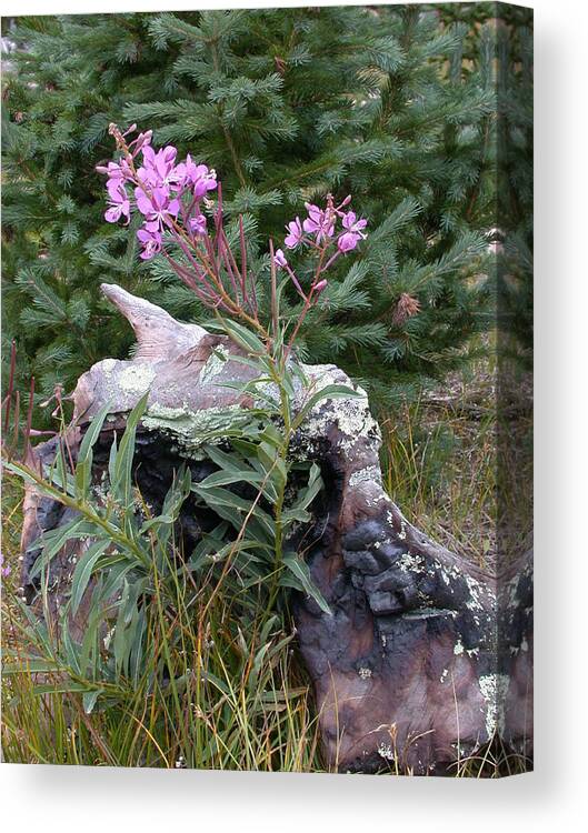 Tree Stump Canvas Print featuring the photograph Flowering Stump by Shane Bechler