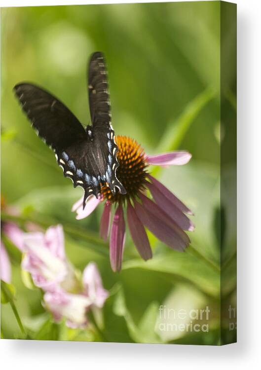 Butterfly Canvas Print featuring the photograph Flutter by Patricia A Griffin