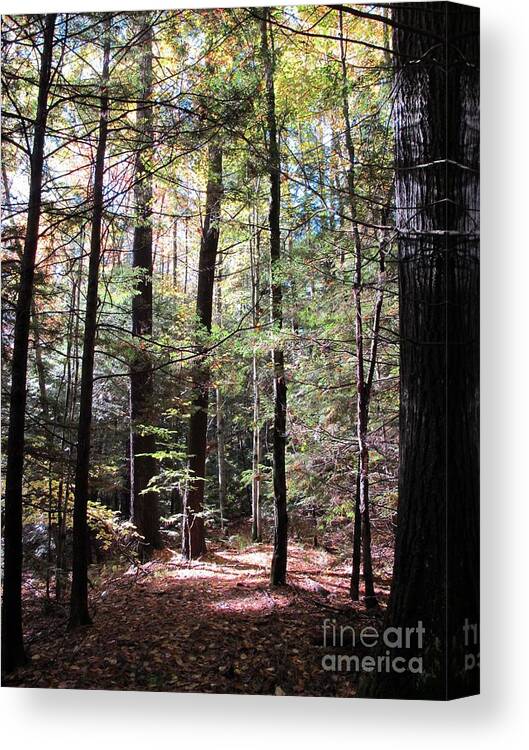 Autumn Canvas Print featuring the photograph Forest Light by Linda Marcille