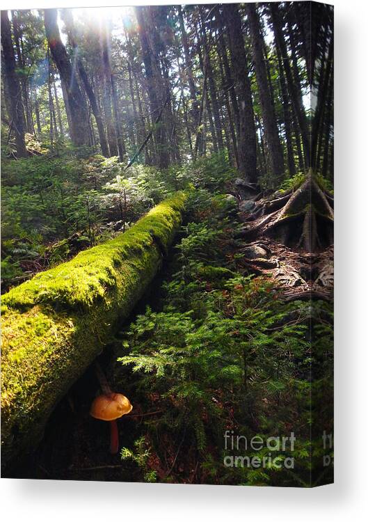 Appalachian Trail Canvas Print featuring the photograph Forest Sunrise by Glenn Gordon