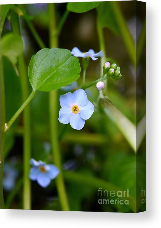 Forget Me Not Canvas Print featuring the photograph Forget Me Not by John Chatterley