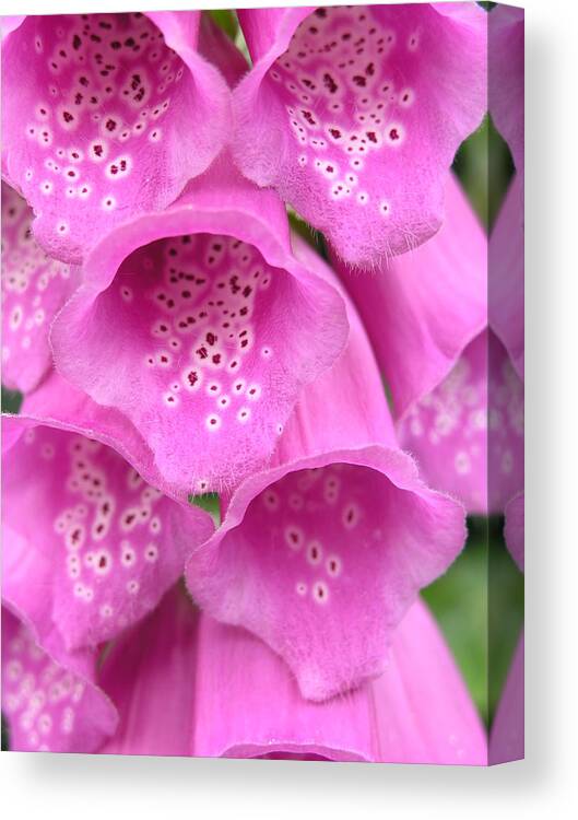 Woodland Plant Canvas Print featuring the photograph Fox Glove by Ron Harpham