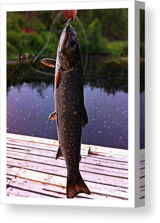Fresh Trout From The Brook Canvas Print featuring the painting Fresh Trout From the Brook by Barbara A Griffin