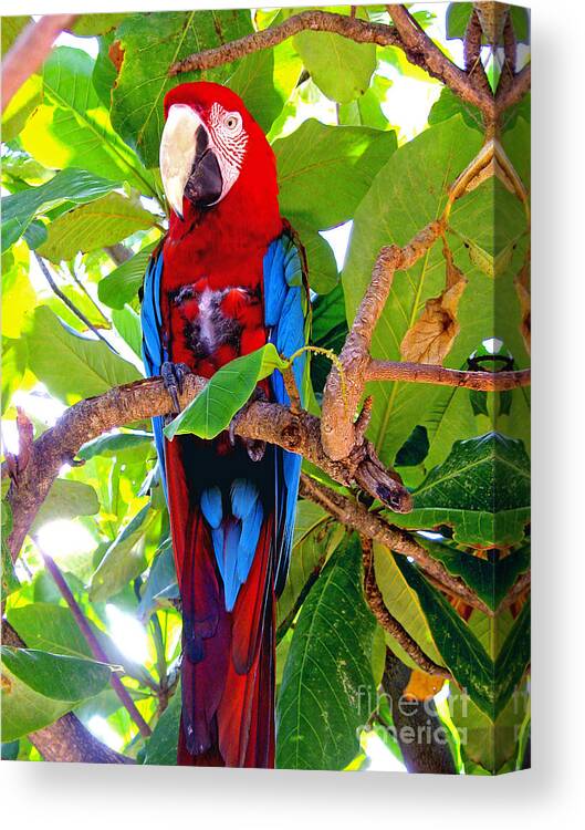 Macaw Canvas Print featuring the photograph Gizmo the Macaw by Jerome Stumphauzer